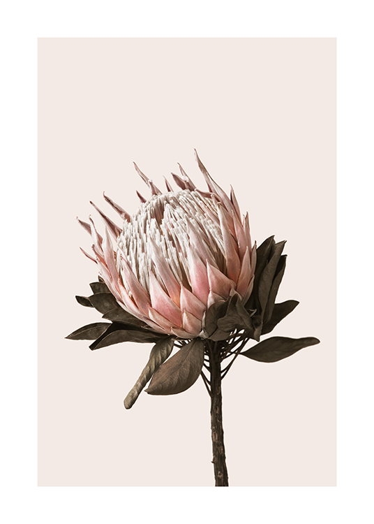 Dried Protea No2 Juliste