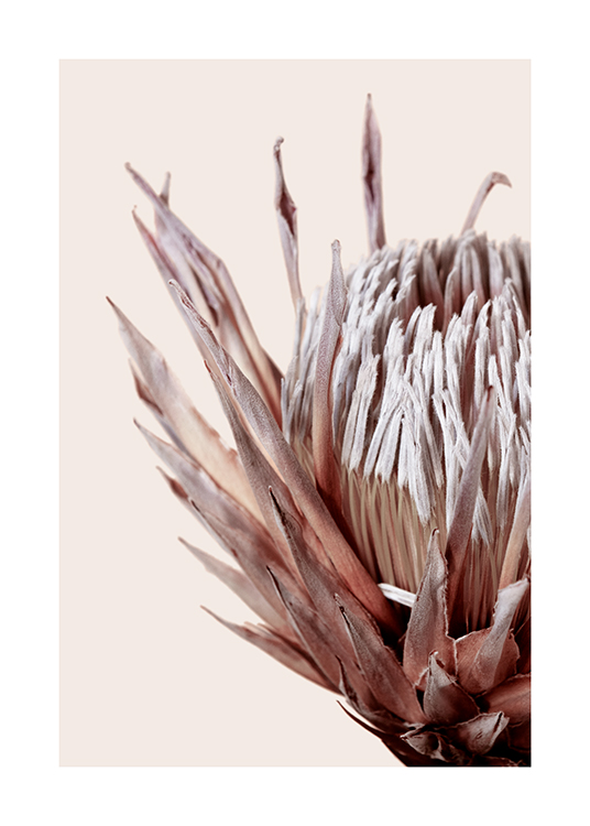 Dried Protea No3 Juliste