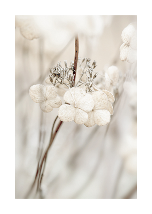  – Lähikuva kuivatun hortensian vaaleanbeigeistä lehdistä