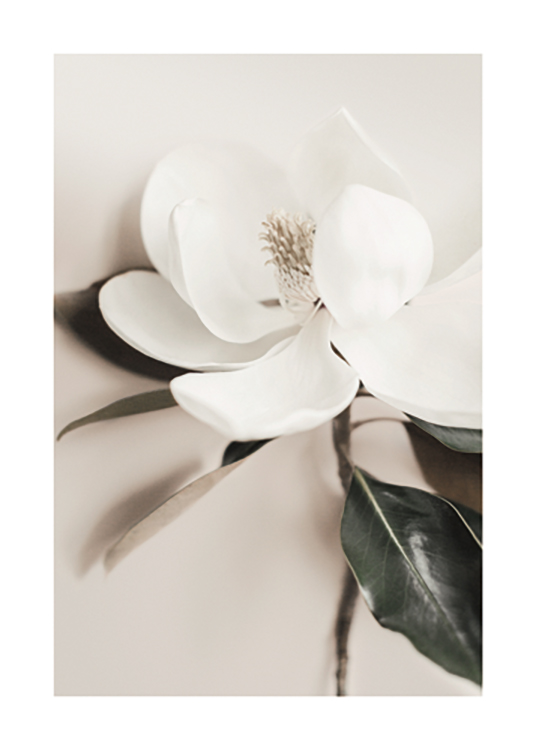  – Lähikuva kukasta ja sen valkoisista terälehdistä ja vihreistä lehdistä beigellä taustalla
