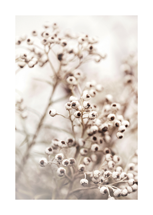  – Valokuva kimpusta pieniä valkoisia kukkia ja niiden ruskeista ytimistä vaalealla taustalla