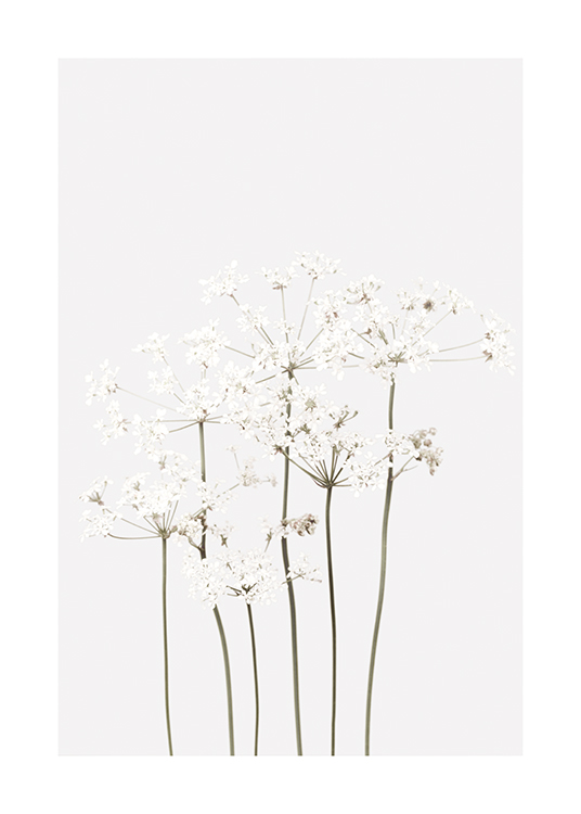  – Valokuva rönsyilevistä valkoisista kukista ja niiden vihreistä varsista vaaleanharmaalla taustalla