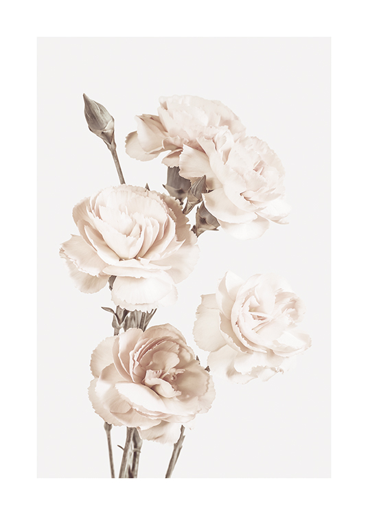  – Valokuva suurista, vaaleanbeigeistä kukista vaaleanharmaalla taustalla
