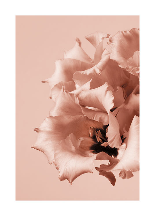  – Valokuva vaaleanpunaisista kukista, tummista ytimistä ja ryppyisistä lehdistä vaaleanpunaisella taustalla