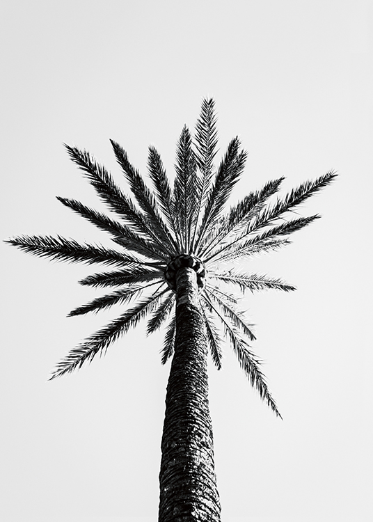  – Mustavalkoinen valokuva palmupuusta alaviistosta kuvattuna