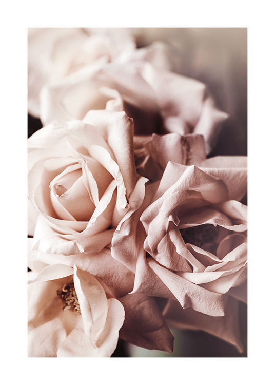  – Lähikuva parista vaaleanpunaisia ruusuja