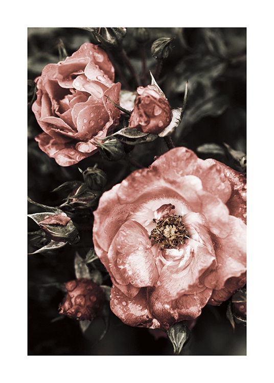  – Valokuva suurista vaaleanpunaisista kukista valkoisine täplineen ja vesipisaroineen tummanvihreää taustaa vasten