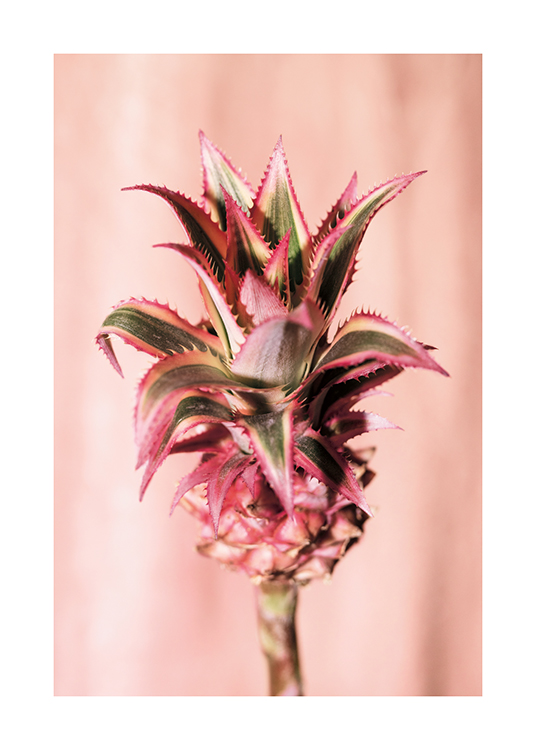  – Valokuva vaaleanpunaisesta ananaksenkukasta vaaleanpunaisella taustalla