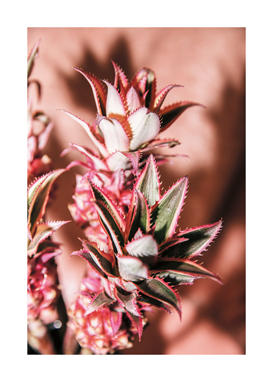  – Valokuva vaaleanpunaisista ananaksenkukista vaaleanpunaisella taustalla