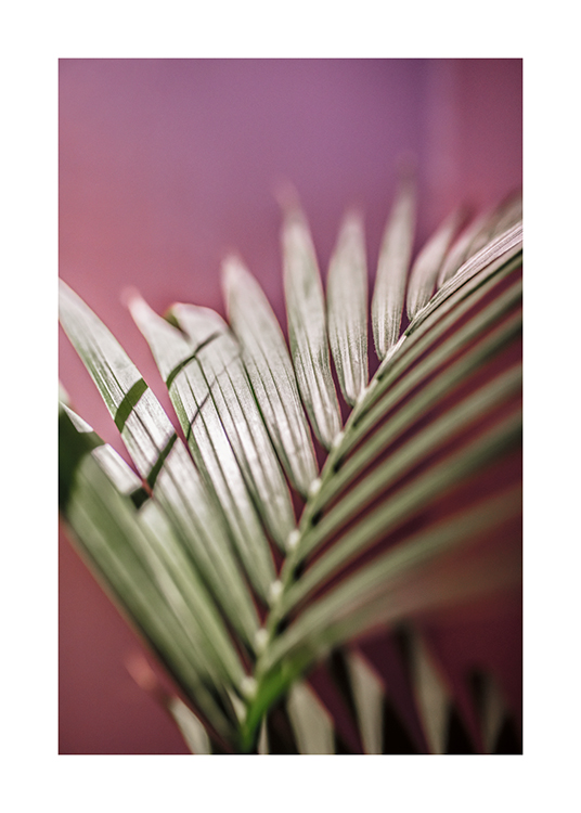  – Valokuva palmunlehdestä vaaleanpunaisella taustalla