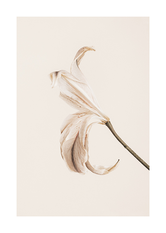  – Valokuva vaaleaterälehtisestä liljasta vaaleanbeigellä taustalla