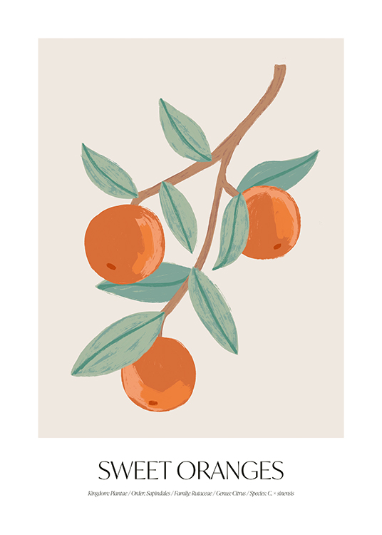  – Piirros oksasta, jossa on appelsiineja ja lehtiä vaaleanbeigellä taustalla