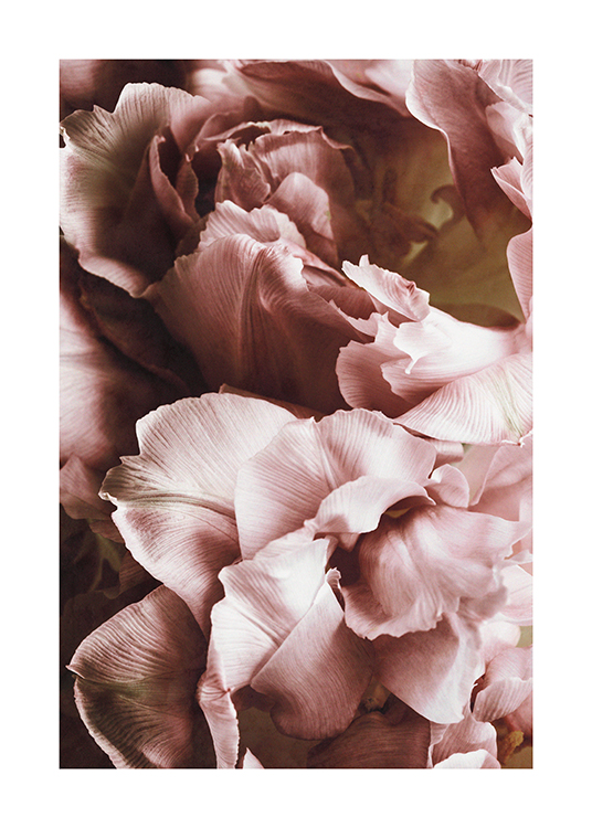  – Lähikuva vaaleanpunaisista kukista