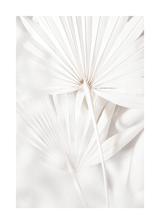  – Valokuva valkoisista palmunlehdistä laskoksineen