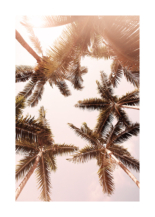  – Valokuva auringosta ja palmuista kuvattuna alakulmasta vasten vaaleanpunaista taustaa