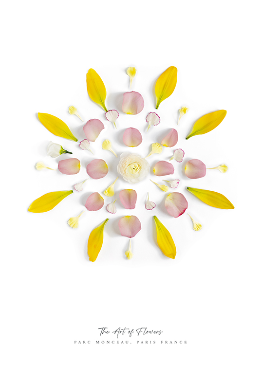  – Valokuva keltaisten ja vaaleanpunaisten terälehtien muodostamasta ympyrästä valkoisella taustalla