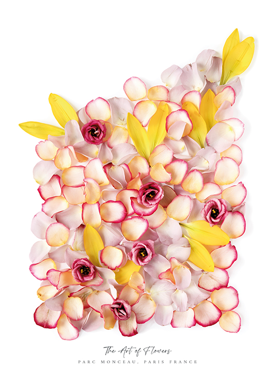  – Valokuva vaaleanpunaisista ja keltaisista kukista ja terälehdistä valkoisella taustalla