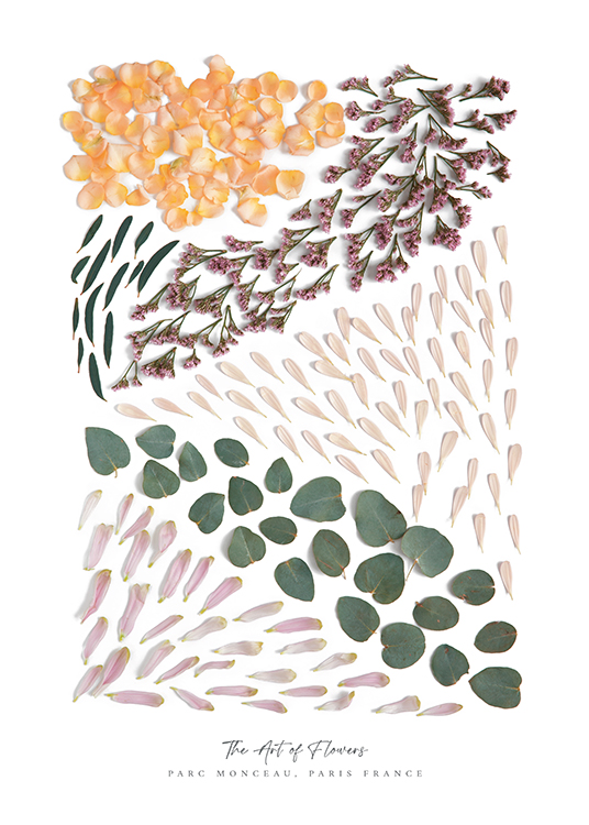  – Valokuva värillisten terälehtien muodostamista kuvioista valkoisella taustalla