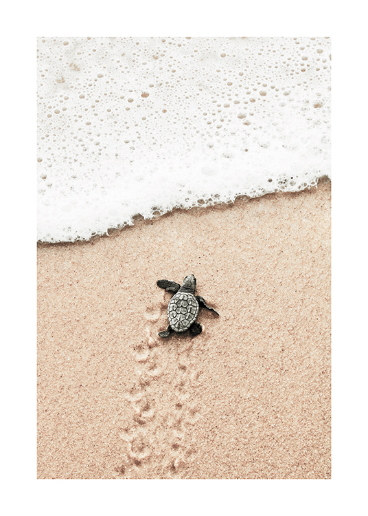  – Valokuva pienestä kilpikonnavauvasta rannalla matkalla kohti merta