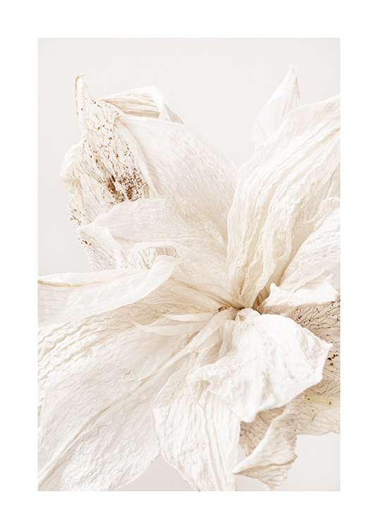 – Lähikuva vaaleasta ryppyisestä kukasta ja sen terälehtien beigeistä täplistä