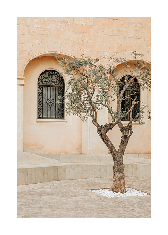  – Kuva oliivipuusta Mallorcan kadulla Espanjassa
