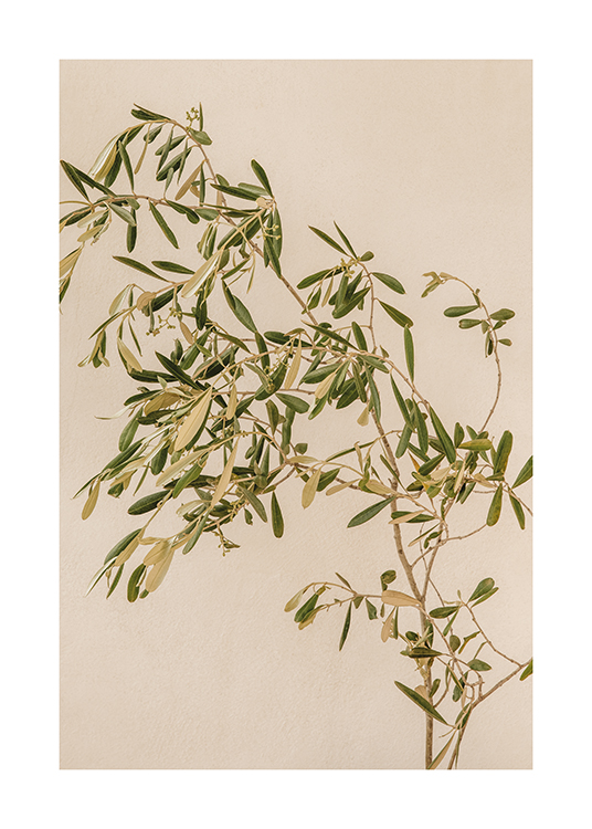  – Kuva oliivinoksasta beigellä taustalla