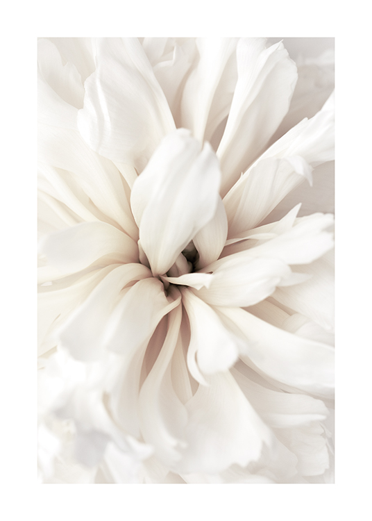  – Lähikuva valkoisen kukan valkoisista terälehdistä