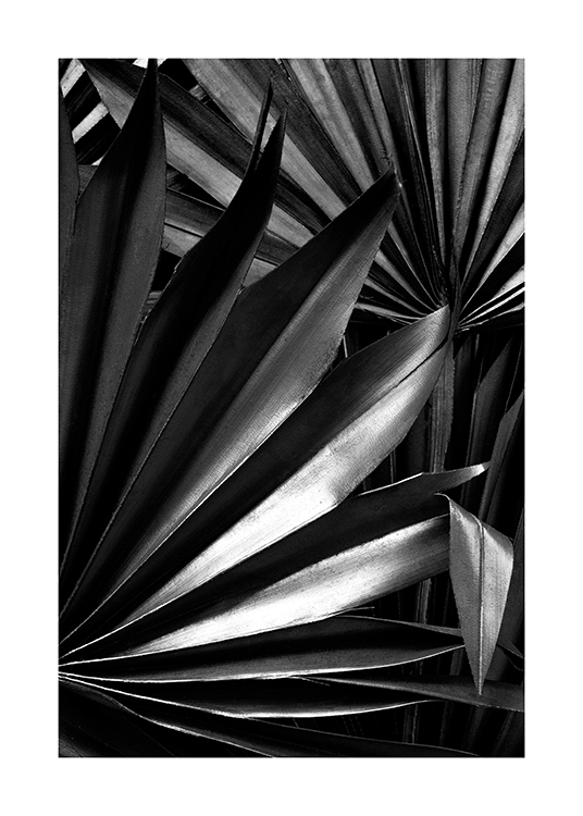  – Mustavalkoinen valokuva kiiltävistä viuhkamaisista palmunlehdistä