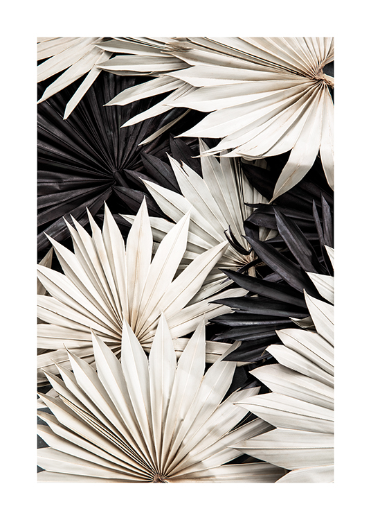  – Mustavalkoinen valokuva päällekkäisistä laskoksellisista palmunlehdistä