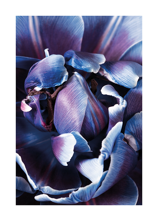  – Lähikuva violetista ja sinisestä kukasta