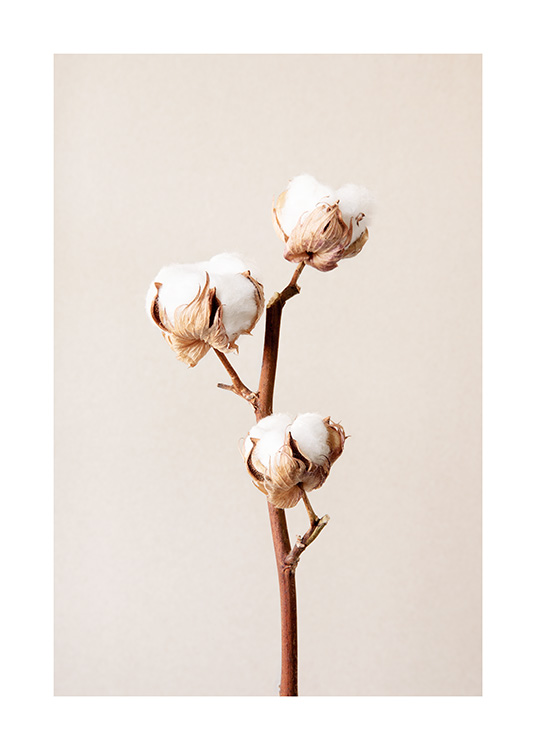  – Valokuva kolmesta valkoisesta puuvillankukasta beigellä taustalla