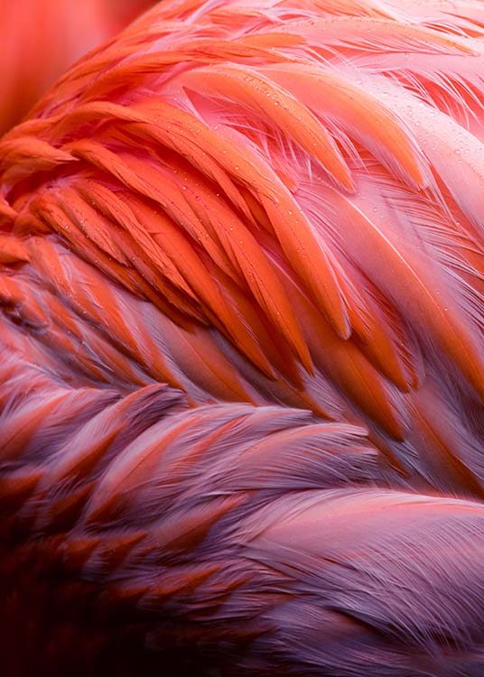 Flamingo Feathers Juliste / Valokuvat Osoitteessa Desenio ab (2035)