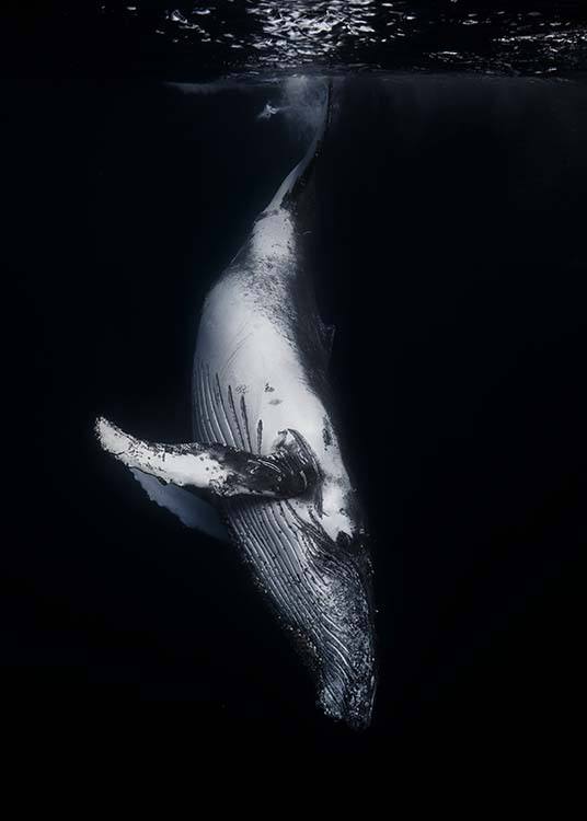 Whale 1 Juliste / Valokuvat Osoitteessa Desenio ab (2082)