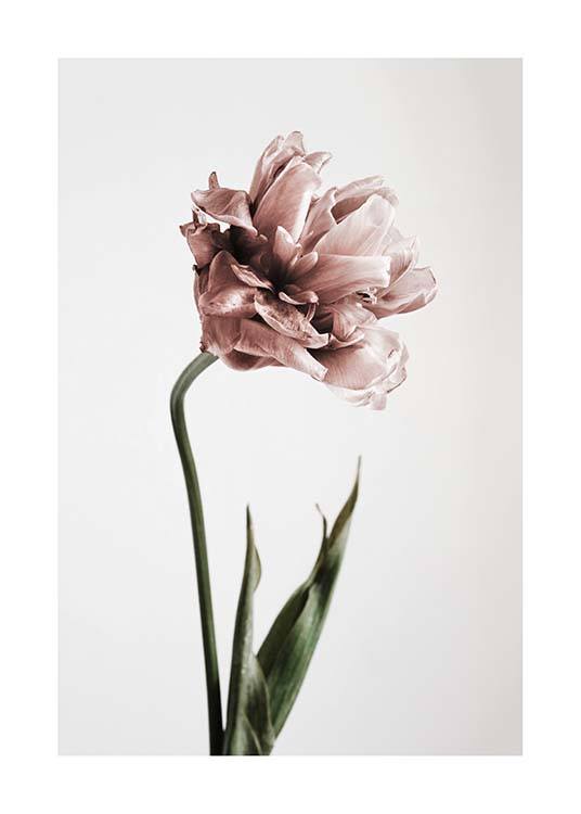 Pink Tulipe No1 Juliste / Valokuvat Osoitteessa Desenio ab (2119)