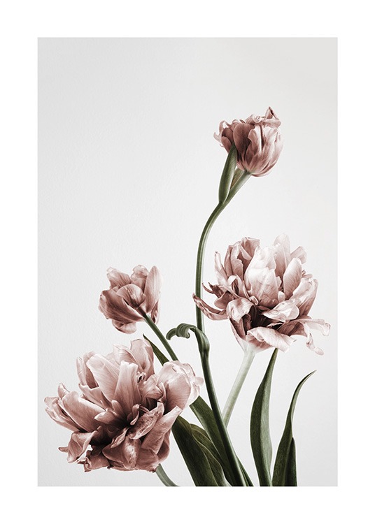  – Valokuva kimpusta vaaleanpunaisia tulppaaneja täydessä kukassaan harmaalla taustalla