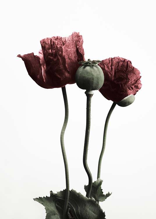 Red Poppy Flower Juliste / Kasviaiheet Osoitteessa Desenio ab (2122)