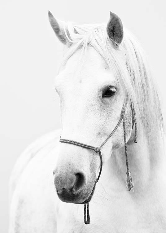 White Horse Juliste / Hyönteiset & eläimet Osoitteessa Desenio ab (2218)