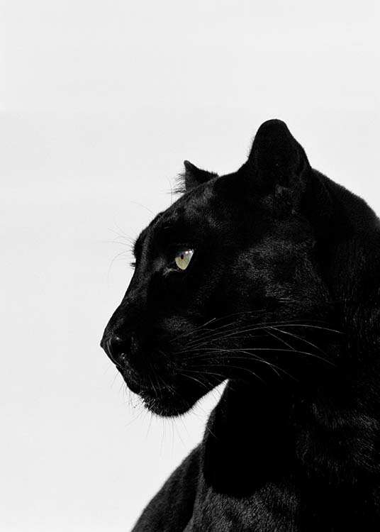 Black Panther Juliste / Valokuvat Osoitteessa Desenio ab (2273)