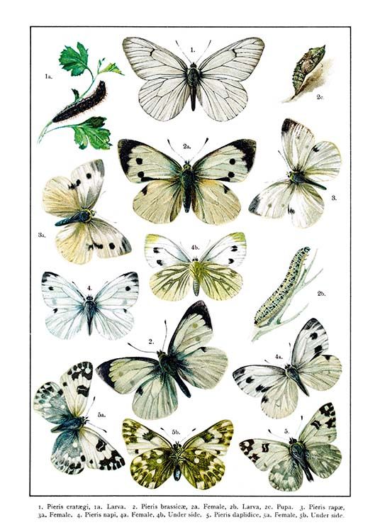 White Garden Butterflies Juliste