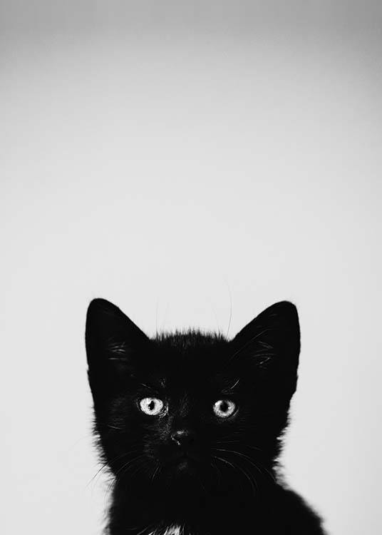 Black Kitten Juliste