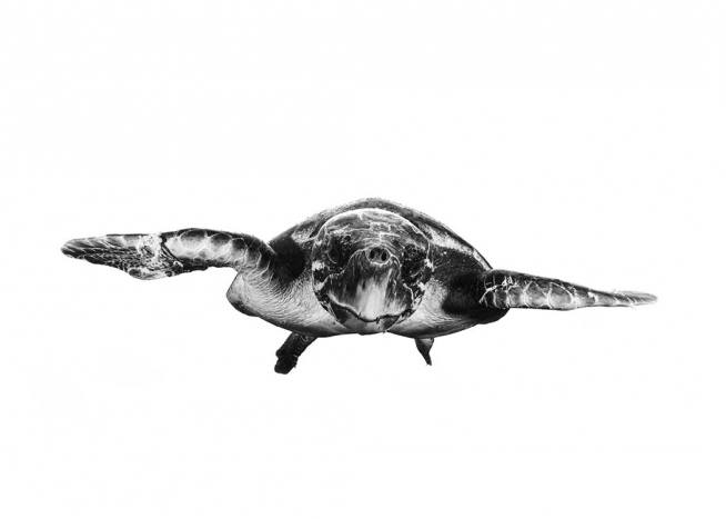 White And Turtle Juliste