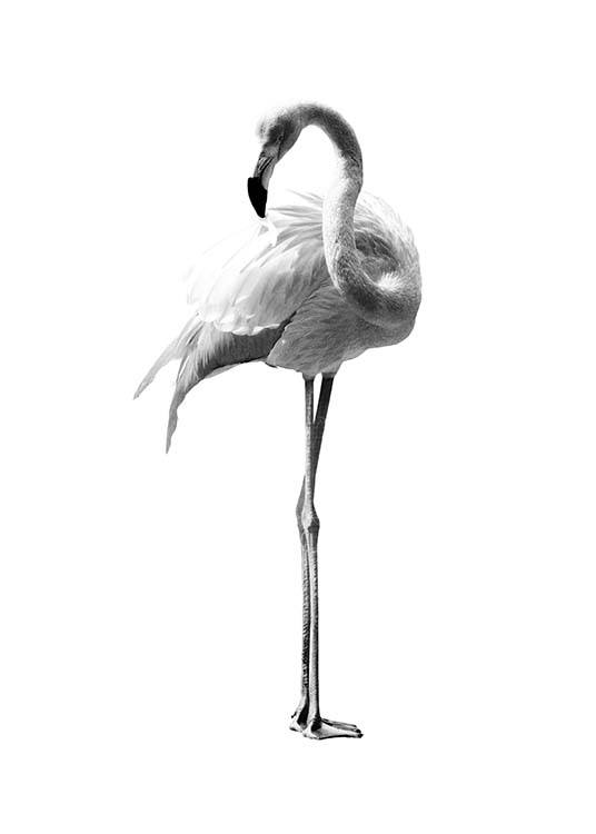 Flamingo Black And White Juliste