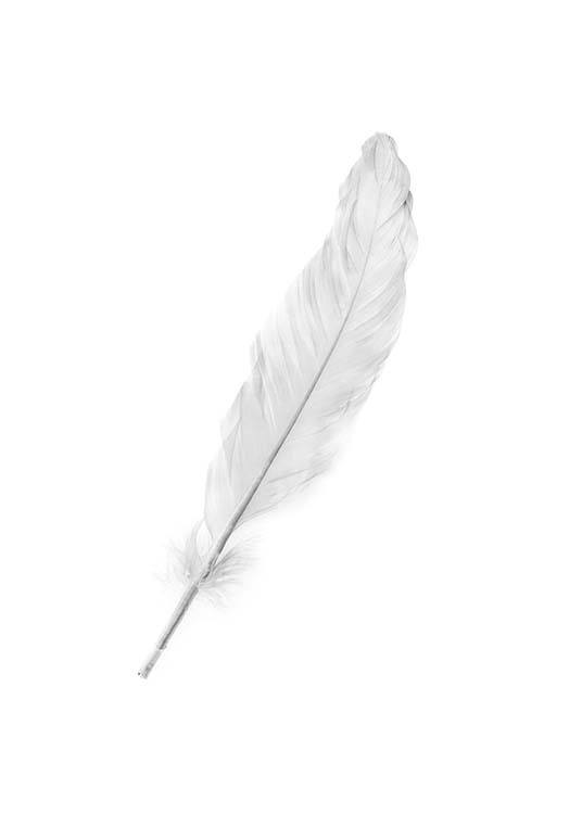 White Feather Juliste