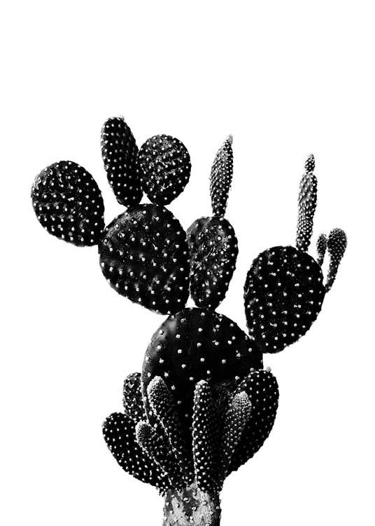 Black Cactus One Juliste