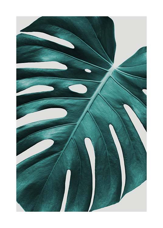 Monstera Plant Juliste
