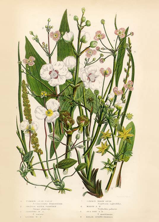 Vintage Flowers One Juliste