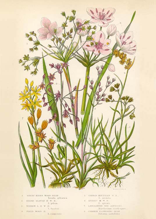 Vintage Flowers Two Juliste