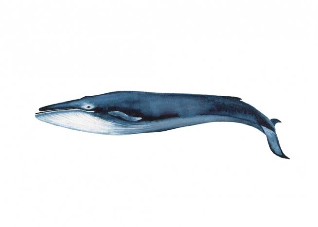 Blue Whale Juliste / Hyönteiset & eläimet Osoitteessa Desenio ab (2541)