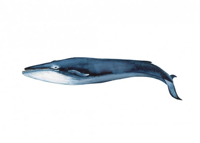 Blue Whale Juliste