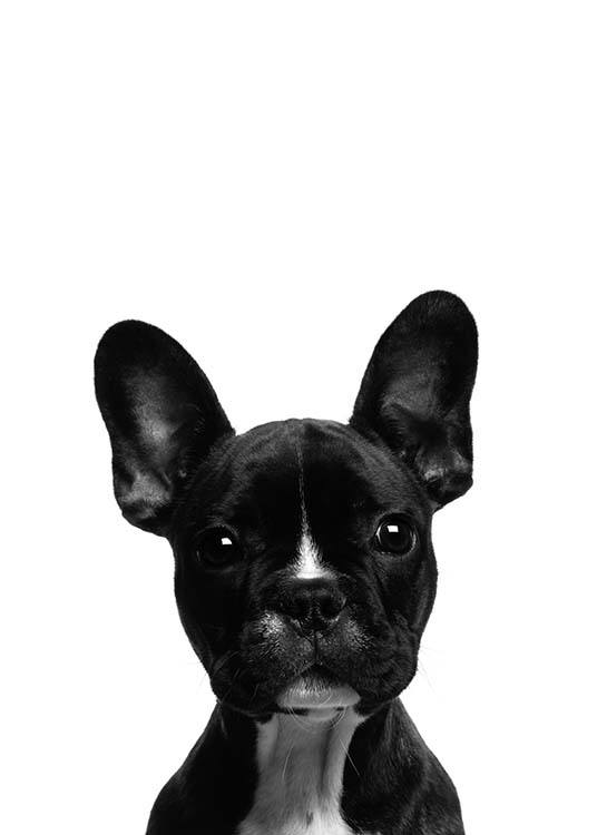 Frenchie Juliste